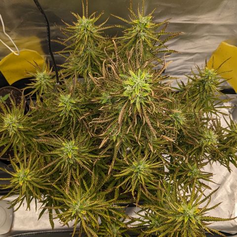#26 Double Kush Cake growlog timeline photo