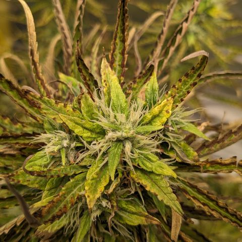 #26 Double Kush Cake growlog timeline photo
