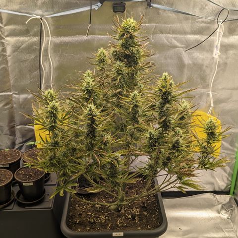 #26 Double Kush Cake growlog timeline photo