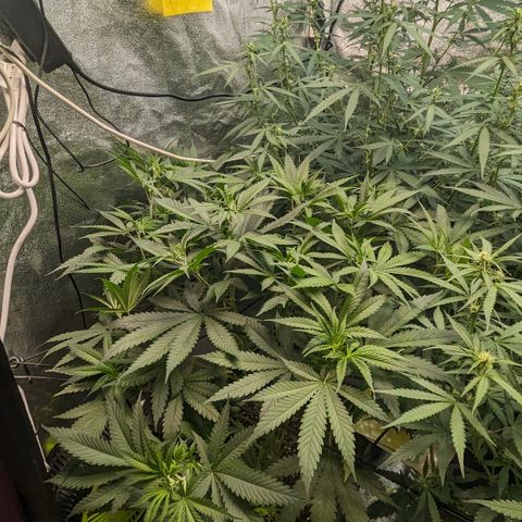 #31 White Widow growlog timeline photo