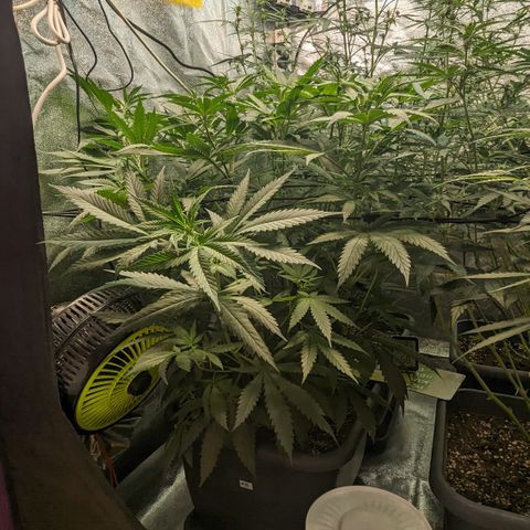 #31 White Widow growlog timeline photo