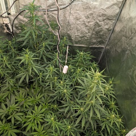#33 Purple Skunk growlog timeline photo