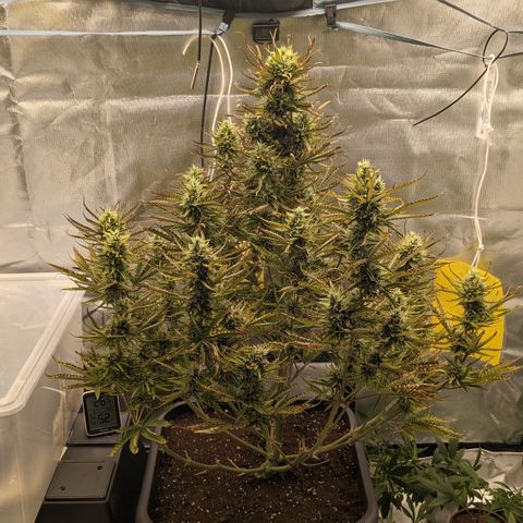 #26 Double Kush Cake growlog timeline photo