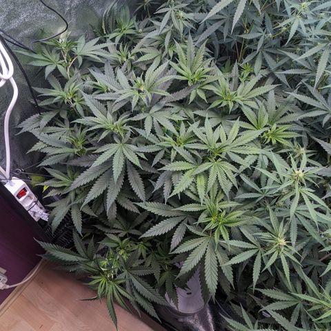 #31 White Widow growlog timeline photo
