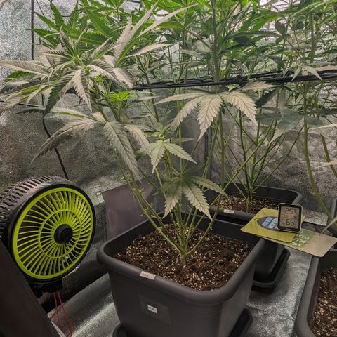 #31 White Widow growlog timeline photo