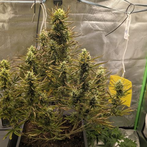 #26 Double Kush Cake growlog timeline photo