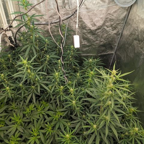 #33 Purple Skunk growlog timeline photo