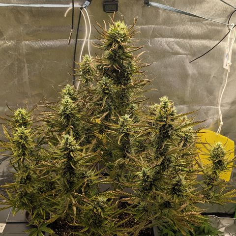 #26 Double Kush Cake growlog timeline photo