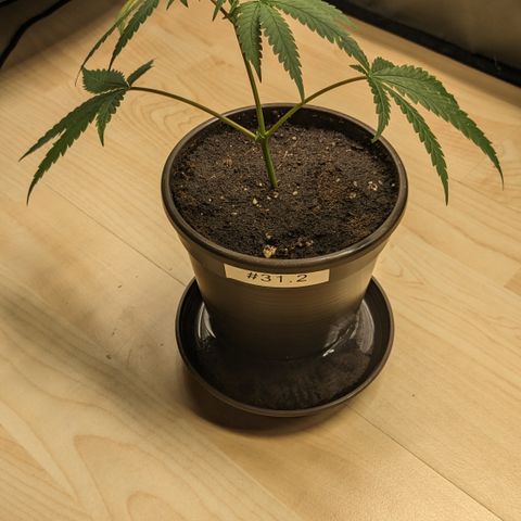 #31.2 White Widow growlog timeline photo