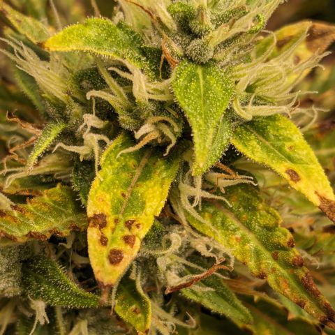 #26 Double Kush Cake growlog timeline photo