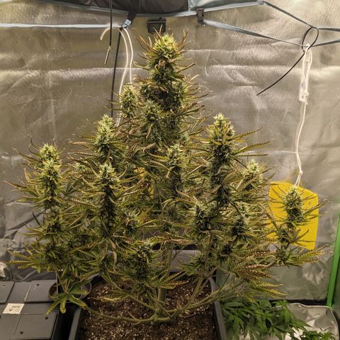 #26 Double Kush Cake growlog timeline photo