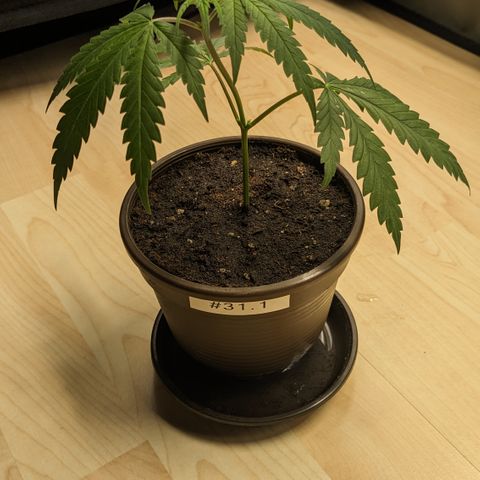 #31.1 White Widow growlog timeline photo