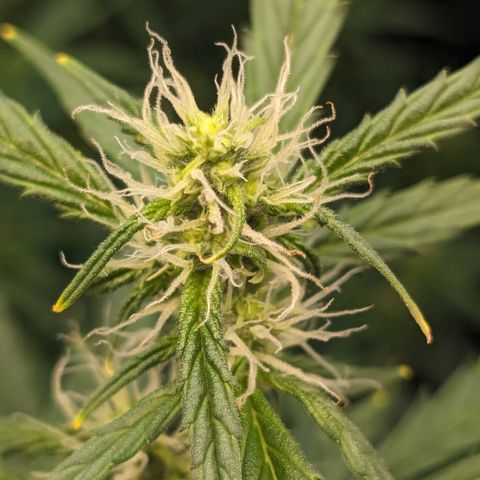 #30 Afghani #1 growlog timeline photo