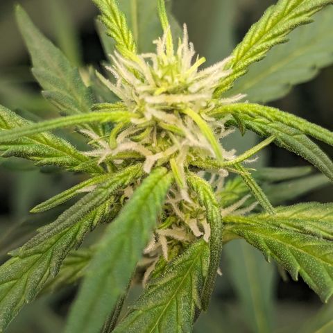 #33 Purple Skunk growlog timeline photo
