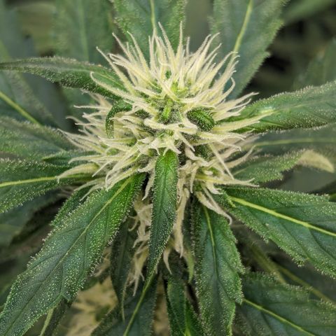 #32 Purple Skunk growlog timeline photo