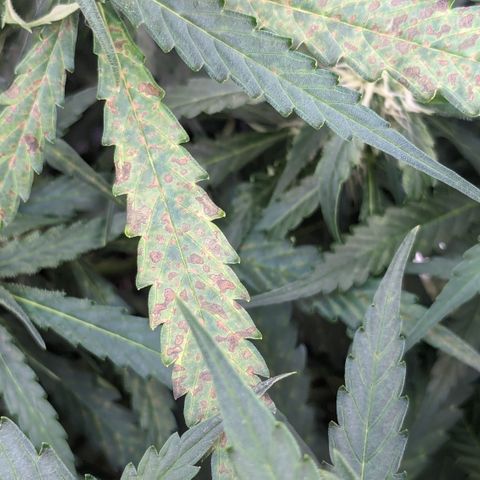 #32 Purple Skunk growlog timeline photo