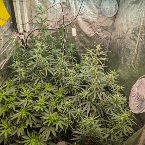 #33 Purple Skunk growlog timeline photo