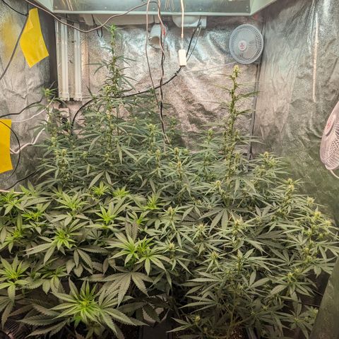 #33 Purple Skunk growlog timeline photo