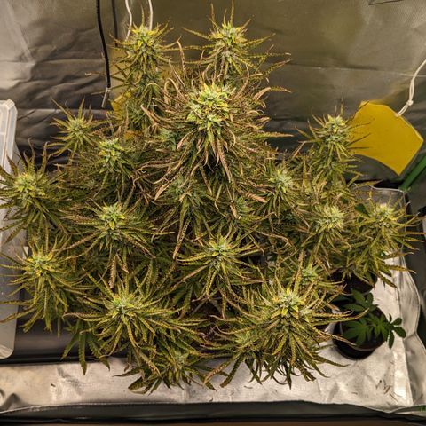 #26 Double Kush Cake growlog timeline photo