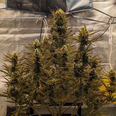 #26 Double Kush Cake growlog timeline photo