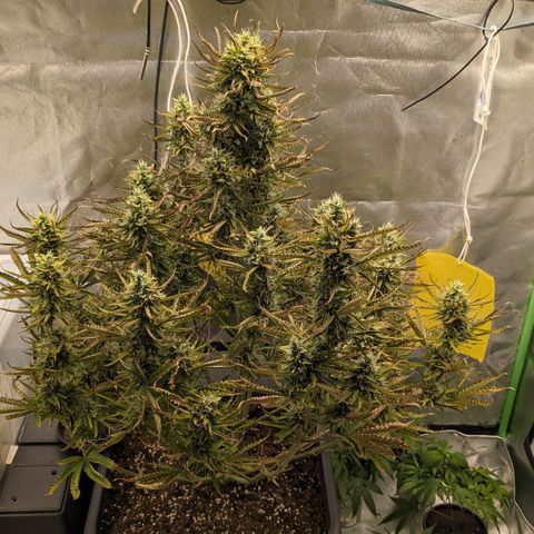 #26 Double Kush Cake growlog timeline photo