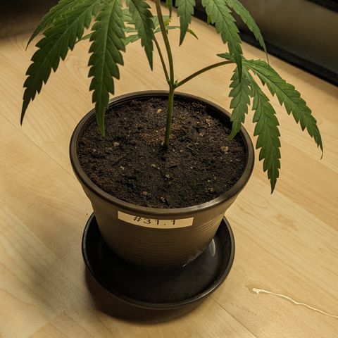 #31.1 White Widow growlog timeline photo