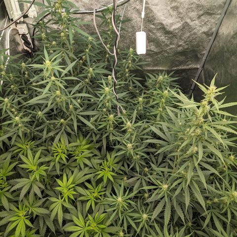 #33 Purple Skunk growlog timeline photo