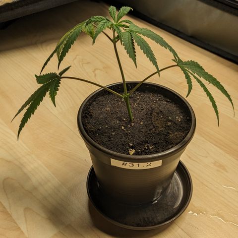 #31.2 White Widow growlog timeline photo