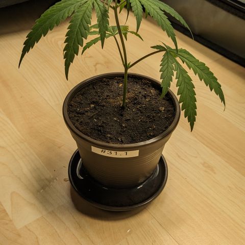 #31.1 White Widow growlog timeline photo