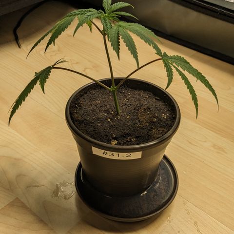 #31.2 White Widow growlog timeline photo