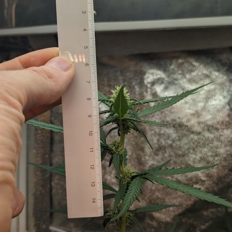 #33 Purple Skunk growlog timeline photo