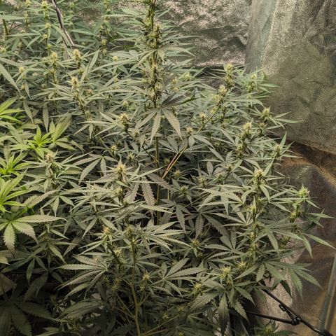 #30 Afghani #1 growlog timeline photo
