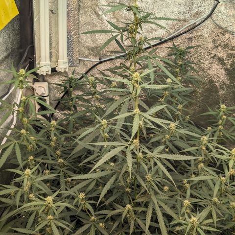 #33 Purple Skunk growlog timeline photo
