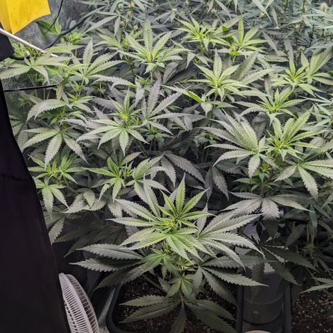 #31 White Widow growlog timeline photo