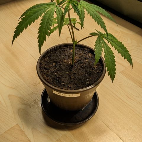#31.1 White Widow growlog timeline photo