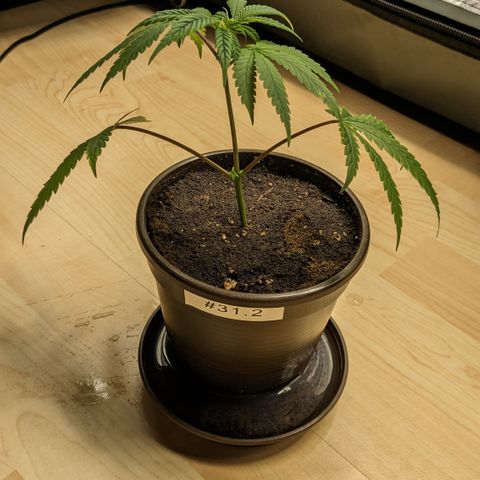 #31.2 White Widow growlog timeline photo