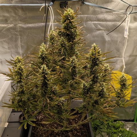 #26 Double Kush Cake growlog timeline photo