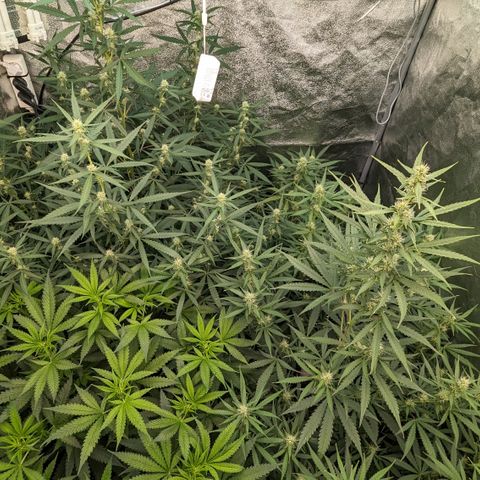 #33 Purple Skunk growlog timeline photo