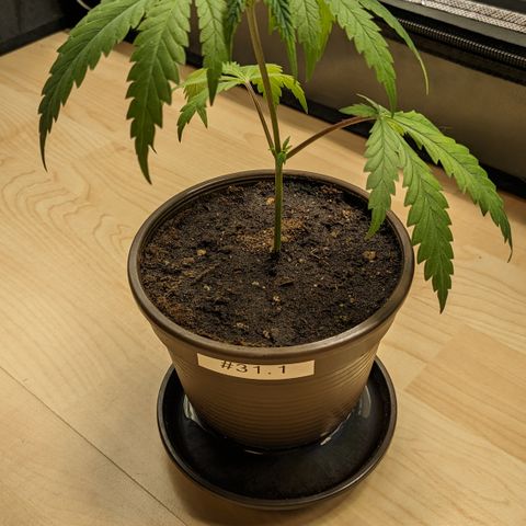 #31.1 White Widow growlog timeline photo