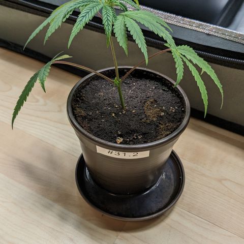 #31.2 White Widow growlog timeline photo