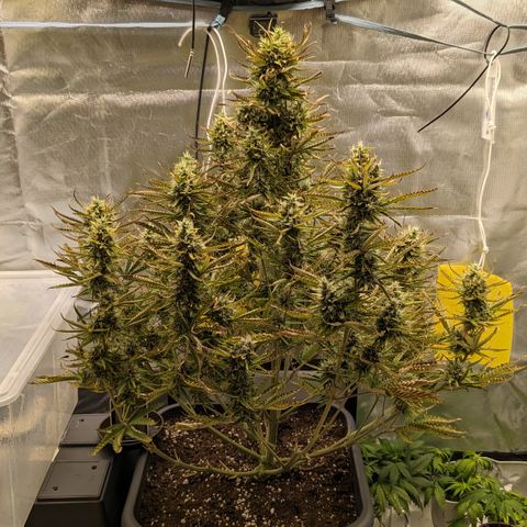 #26 Double Kush Cake growlog timeline photo