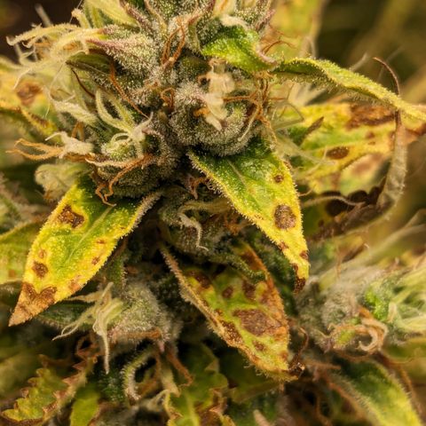 #26 Double Kush Cake growlog timeline photo