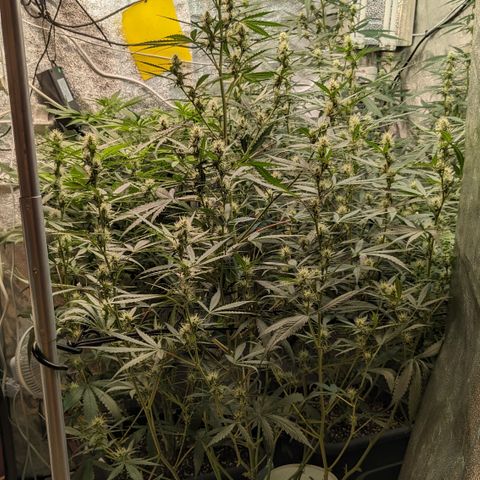 #30 Afghani #1 growlog timeline photo