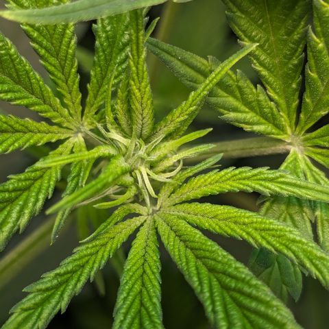 #31 White Widow growlog timeline photo