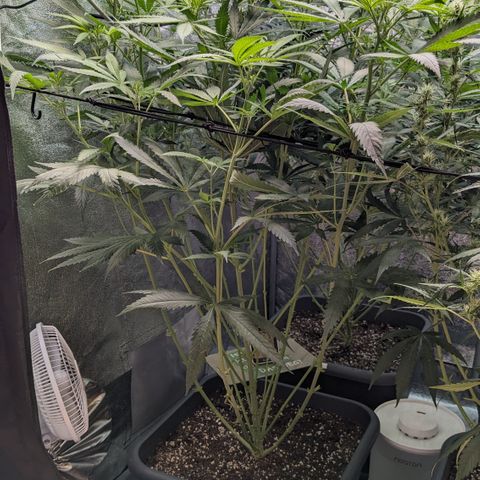 #31 White Widow growlog timeline photo