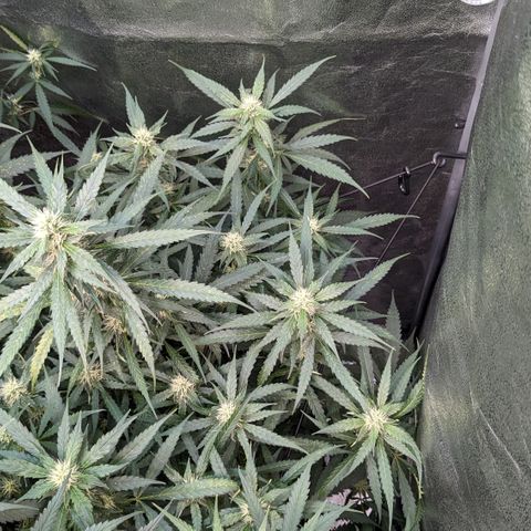#32 Purple Skunk growlog timeline photo