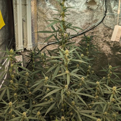 #33 Purple Skunk growlog timeline photo