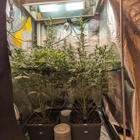 #33 Purple Skunk growlog timeline photo