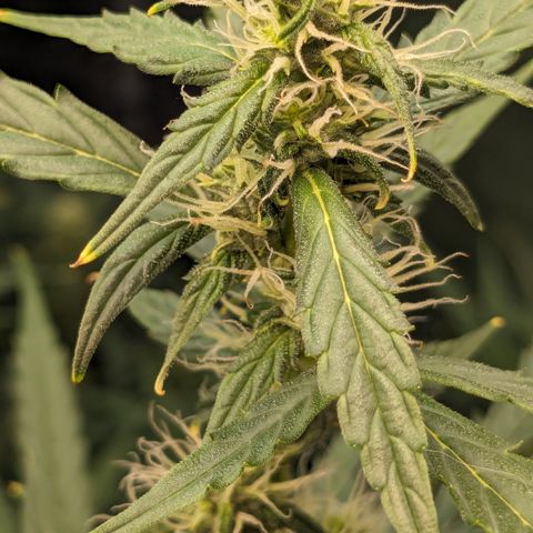 #30 Afghani #1 growlog timeline photo