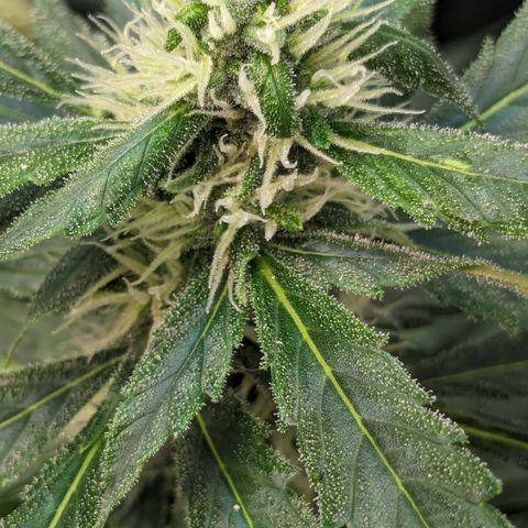 #32 Purple Skunk growlog timeline photo
